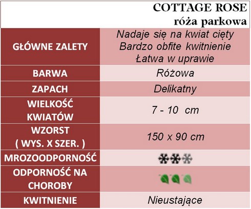 Cottage rose róże parkowe gł. zal